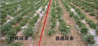 草莓视频官方网站缓释尿素与普通尿素对比图