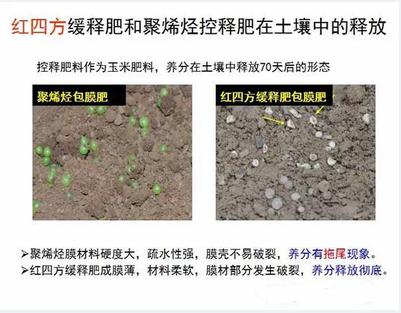 草莓视频官方网站缓释肥在土壤释放的对比实验图